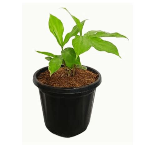 Order Now Insulin Plant | Costus Igneus – ManBhawan Nursery