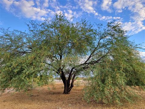 Migration Of Mesquite Trees In Sw Us