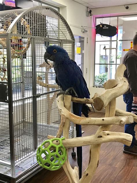 Hi this is Zoey, a 16 year old Hyacinth macaw. She’s a forever parrot ...