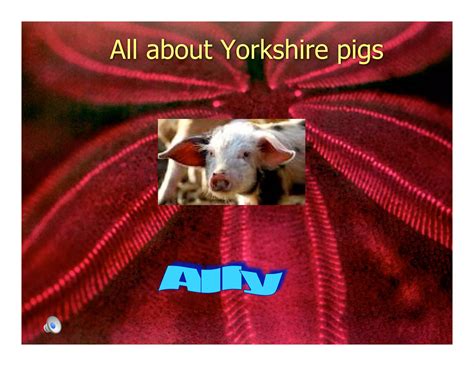 5 L Yorkshire Pigs. | PDF