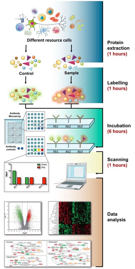 Antibody Microarray Slides 的图像结果