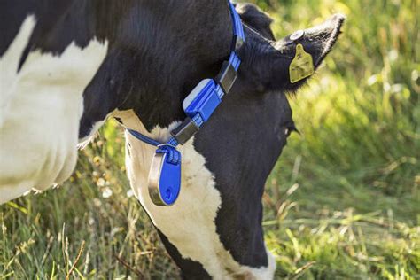 Brunsterkennung beim Rind: Was können die einzelnen Systeme ...