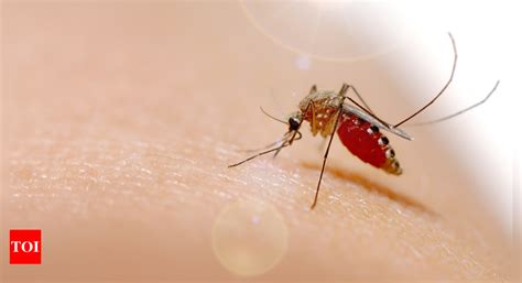 Dengue Symptoms: Dengue during pregnancy: Symptoms you should not ...