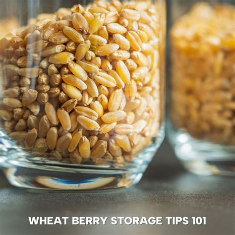 Wondering how to properly store your wheat berries for optimal ...