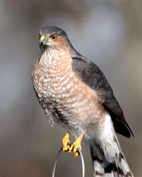 Cooper's hawk: Discover 900+ Coopers Hawk ideas on this Pinterest board ...