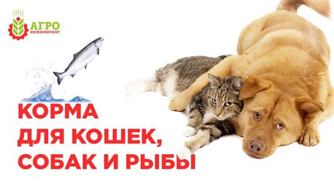 Корма для домашних животных как бизнес. Рынок, производство ...