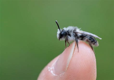 Black and White Bee: What Kind Is It and Does It Sting? - A-Z Animals