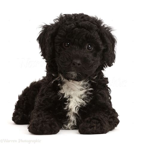 Black Poodle Puppies