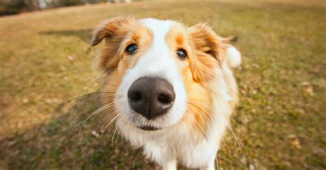 Peculiar Pet Facts: Dogs Have Unique Nose Prints
