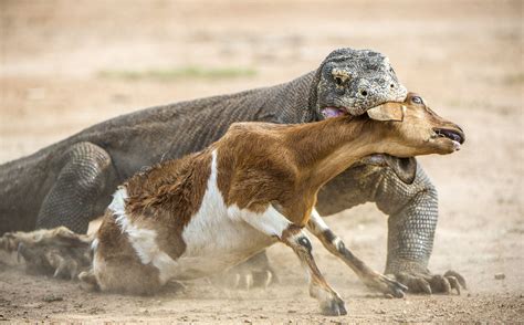 Národní park Komodo | Indonésie | MAHALO.cz