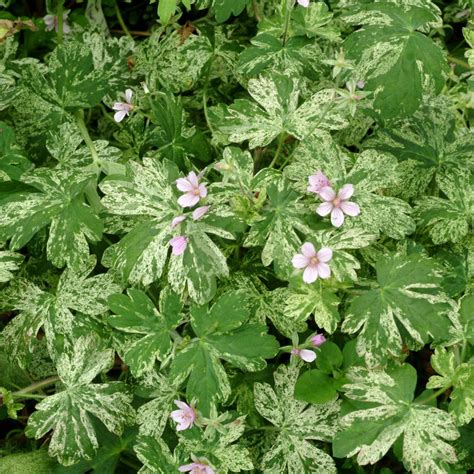 Geranium ‘Confetti’ | TERRA NOVA® Nurseries, Inc.