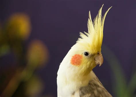 Cockatiel Sounds: What Is My Cockatiel Trying to Tell Me? - Dr Cockatiel