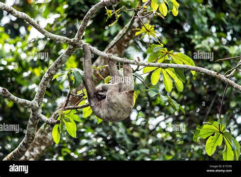 Image result for Hanging Three Toed Sloth
