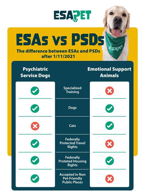 Whats The Difference Between A Service Dog And A Therapy Dog