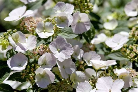 Image result for Runaway Bride Hortensie