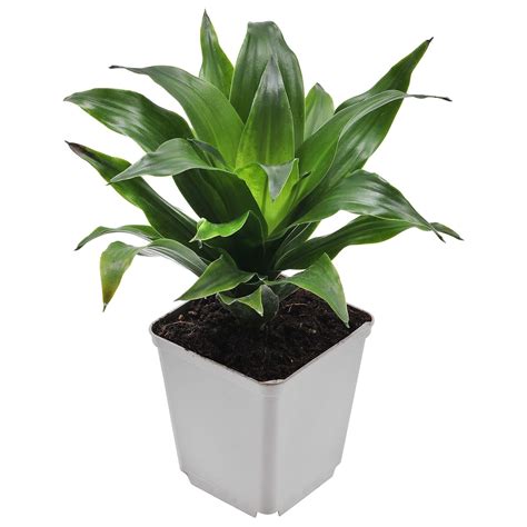 Dracaena fragrans 'Compacta' | Aquasabi - Aquascaping Shop
