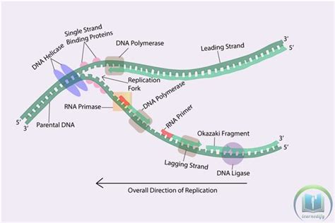 Dna Replication Steps Diagram