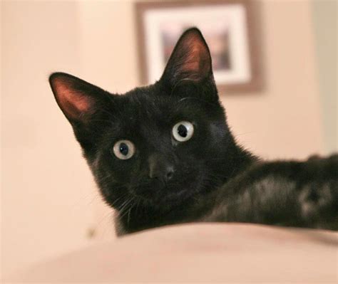 Silky fur and fangs; big eyes and floppy ears: Recognizing those other ...