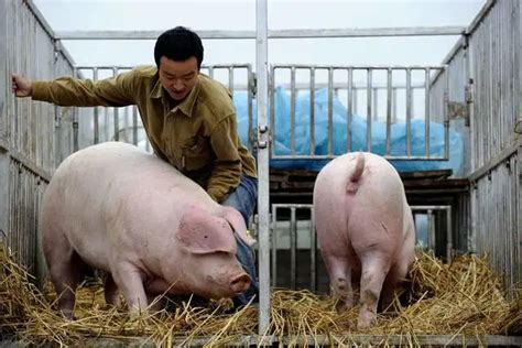 生猪行业点评|生猪预测与点评|生猪专家评论 - 猪好多网