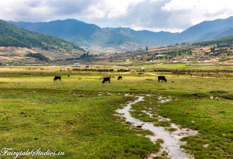 Travel to Phobjikha (Gangtey) Valley, Bhutan