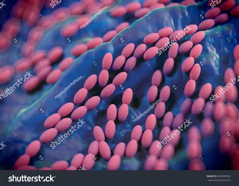 Acetobacter Isolation Process Image 的图像结果