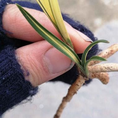 龙胜兰的处理结果龙胜兰2022已更新今日更新