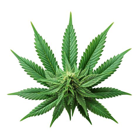 Feuille De Marijuana PNG , Feuille De Marijuana PNG , Marijuana ...