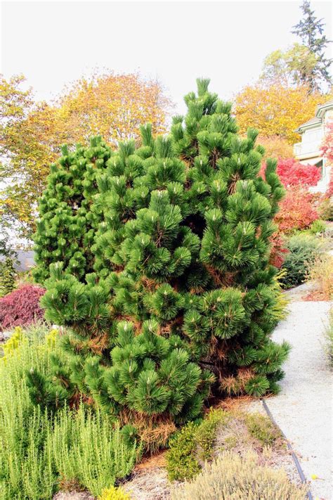 Pinus thunbergii 'Thunderhead' Japanese Black Pine | Colorful shrubs ...