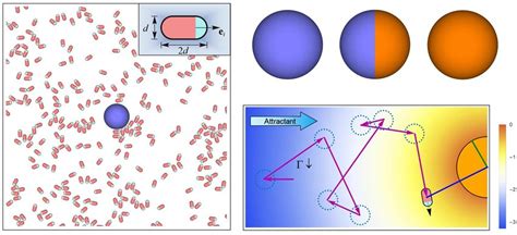 Cell Simulation 的图像结果