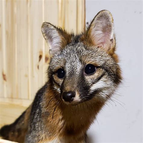 Gray Foxes - Exotic Pet Wonderland