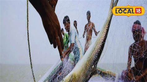 Hilsa: ভূরি ভূরি ইলিশ উঠবে জালে! 'এইখানে' গেলেই...! বিরাট সুখবর দিয়ে ...