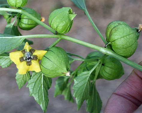 Physalis philadelphica Lam. | Plants of the World Online | Kew Science