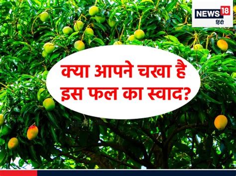 सेहत के लिए रामबाण है पाकिस्तान का राष्ट्रीय फल, पूरी दुनिया इसके स्वाद ...