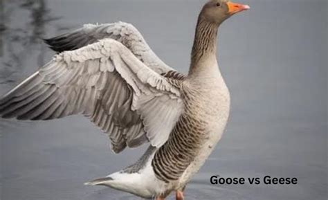 Python vs Goose 的图像结果