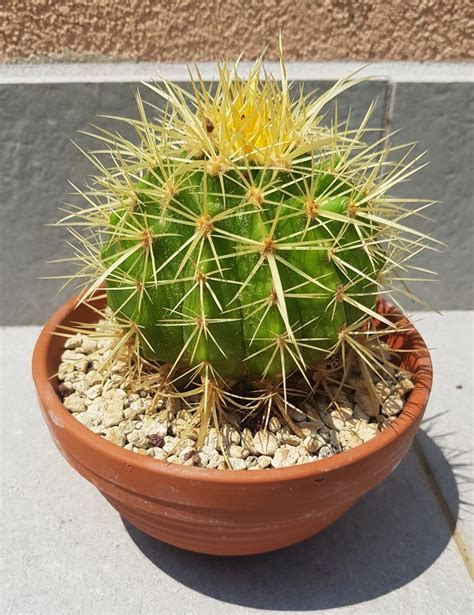 How to grow golden barrel cactus indoors – Artofit