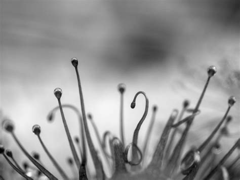 Download wallpaper 1400x1050 plant, transparent, black and white, blur ...