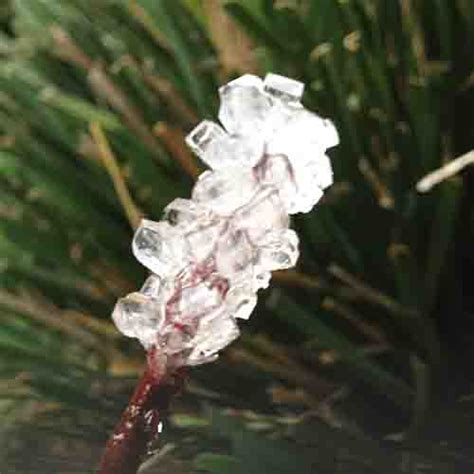 Science Experiments at Home Rock Candy 的图像结果