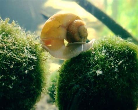 Pet Snail Tank 的图像结果
