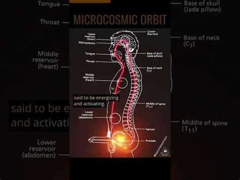 The Microcosmic Orbit 💫 Sexual Energy Circulation 🔥💥 [4768cd]