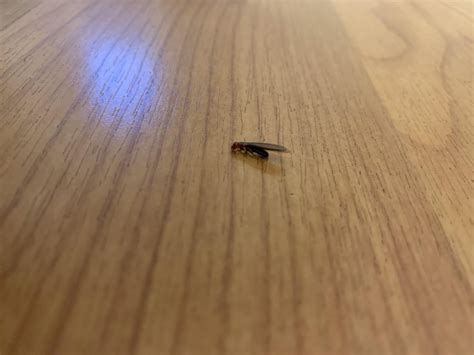 Termites at Windows 的图像结果