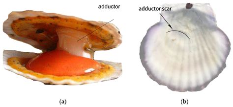 Structural Changes of the Interface Material of Scallop Adductor under ...