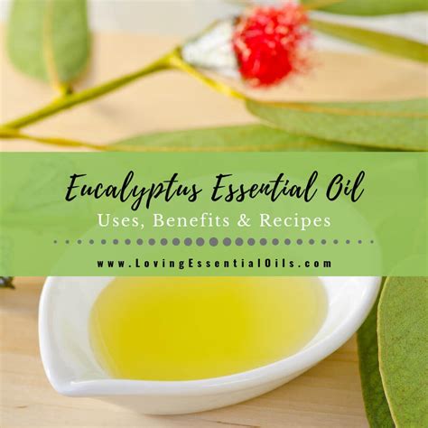 Eucalyptus Essential Oil Uses, Benefits and Recipes – Loving Essential Oils