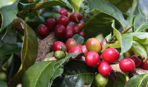 世界十大顶级咖啡豆排行榜 世界最高端的咖啡豆排名_排行榜之家-精选热门产品排行榜