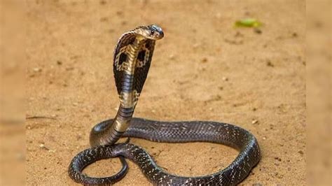 Home Remedies to Keep Snakes Away: সাপের যম আপনার রান্নাঘরেই! লাগবে না ...