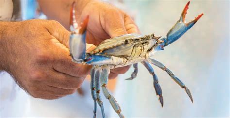 Image result for Catching Triggerfish