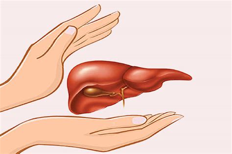Machine keeps human livers alive for a week outside body