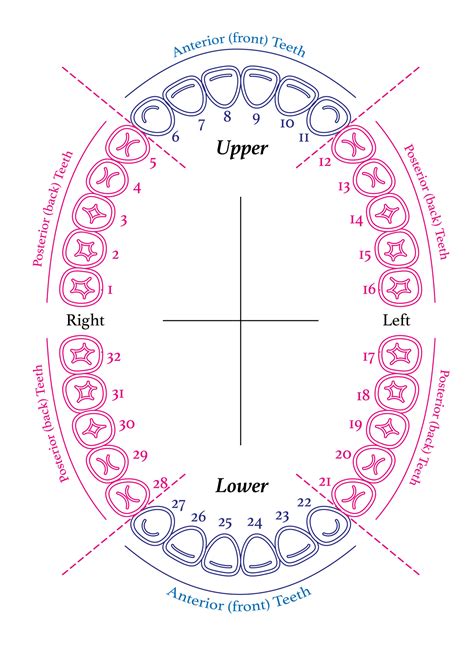 8 Best Images of Tooth Chart Printable Full Sheet - Dental Chart Teeth ...