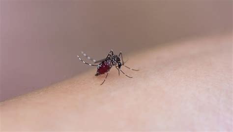 蚊子的危害 - 天奇百科