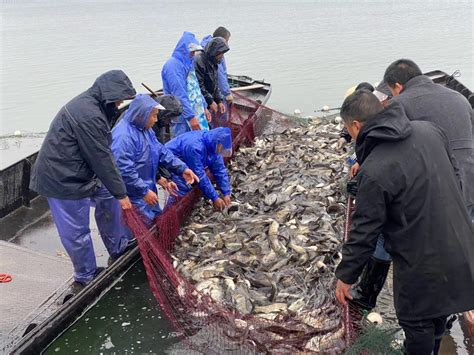 年年有“鱼” 黄岩长潭水库捕捞新年第一网-台州频道