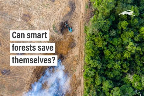 How Do Trees Get On The Internet? The Science Behind Smart Forests